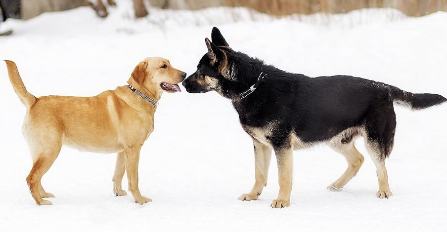 Putting Labradors And German Shepherds Head-To-Head