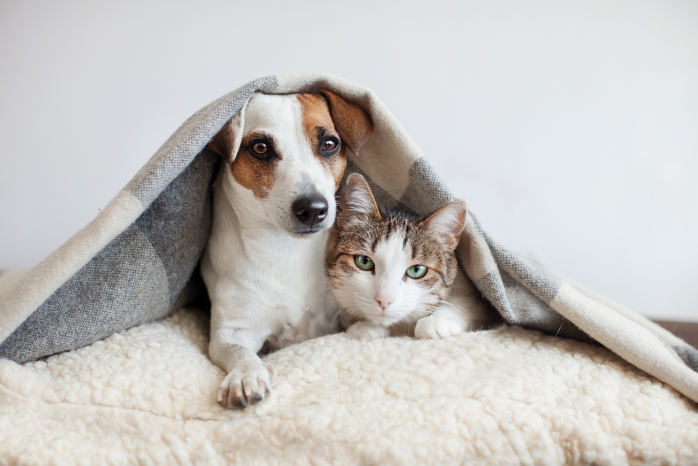 cat-and-dog-together-in-a-blanket