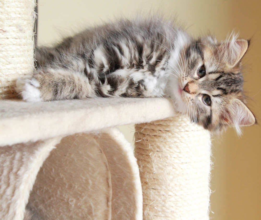 kitten-lying-on-the-scratch-post