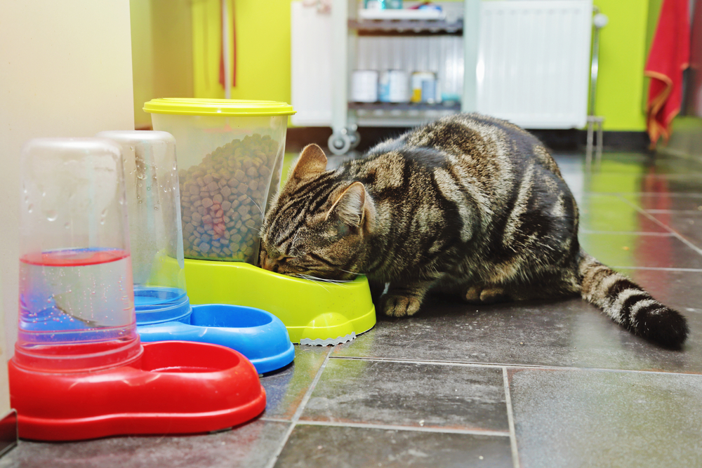 little-cat-eating-from-the-food-dispenser