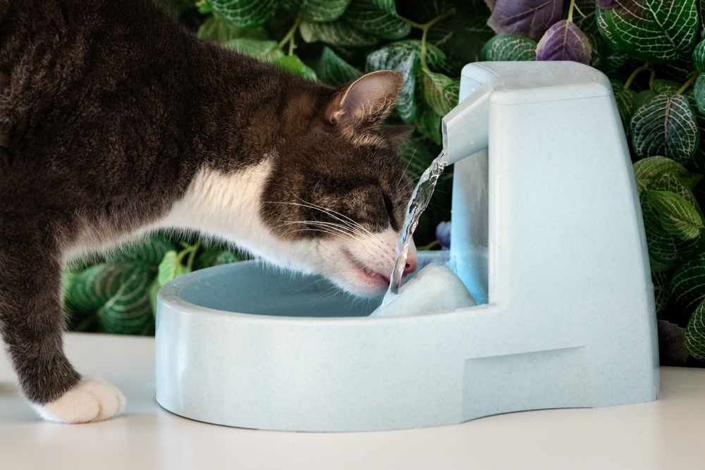 cat-drinking-water-from-water-fountain