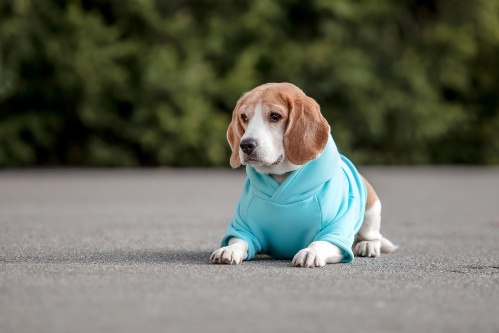 pet-dog-in-a-blue-onesie