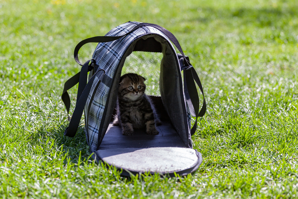 cat-inside-an-open-pet-carrier-on-grass