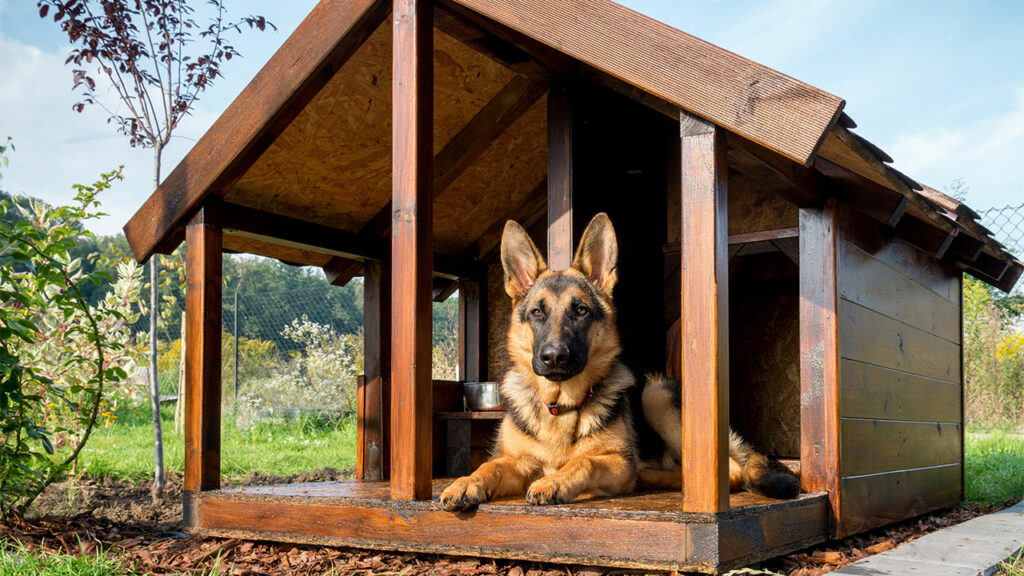 outdoor-kennel-image