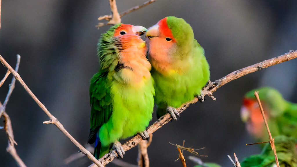 Love-Birds-images