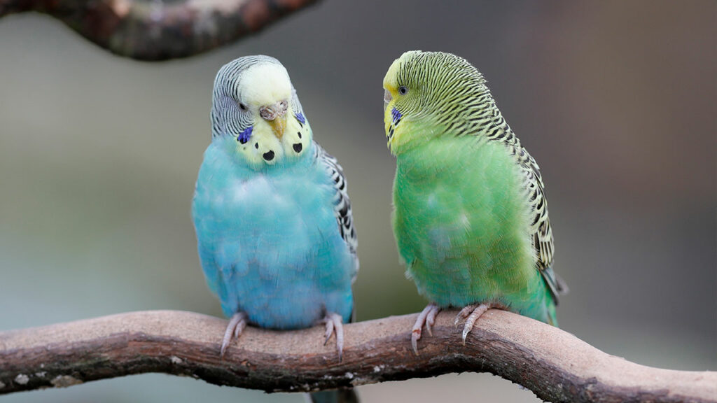 Parakeets-images