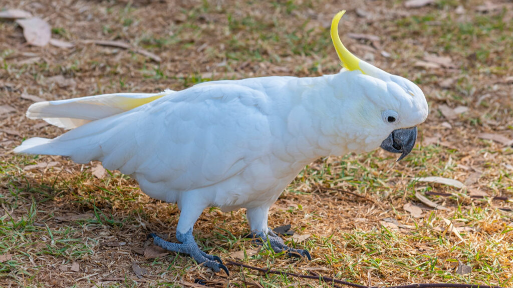 Cockatoo-image