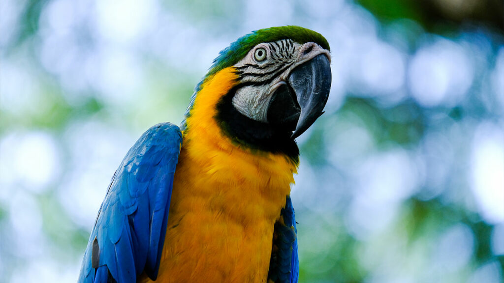 Macaw-image