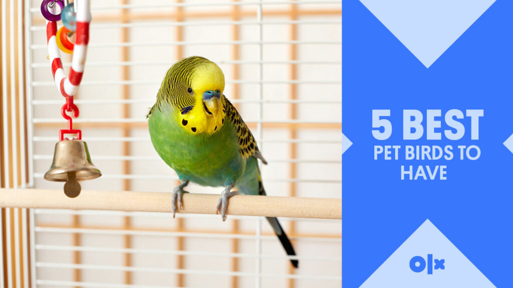 Pet-Birds-featured-image