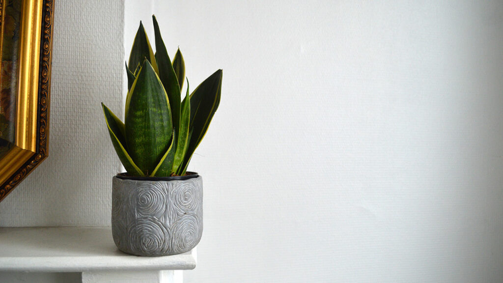 Snake-Plant-image