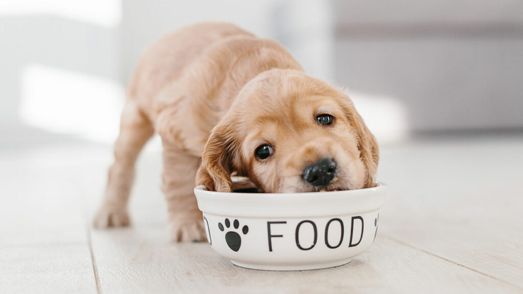 Keep dog food away from cats. 