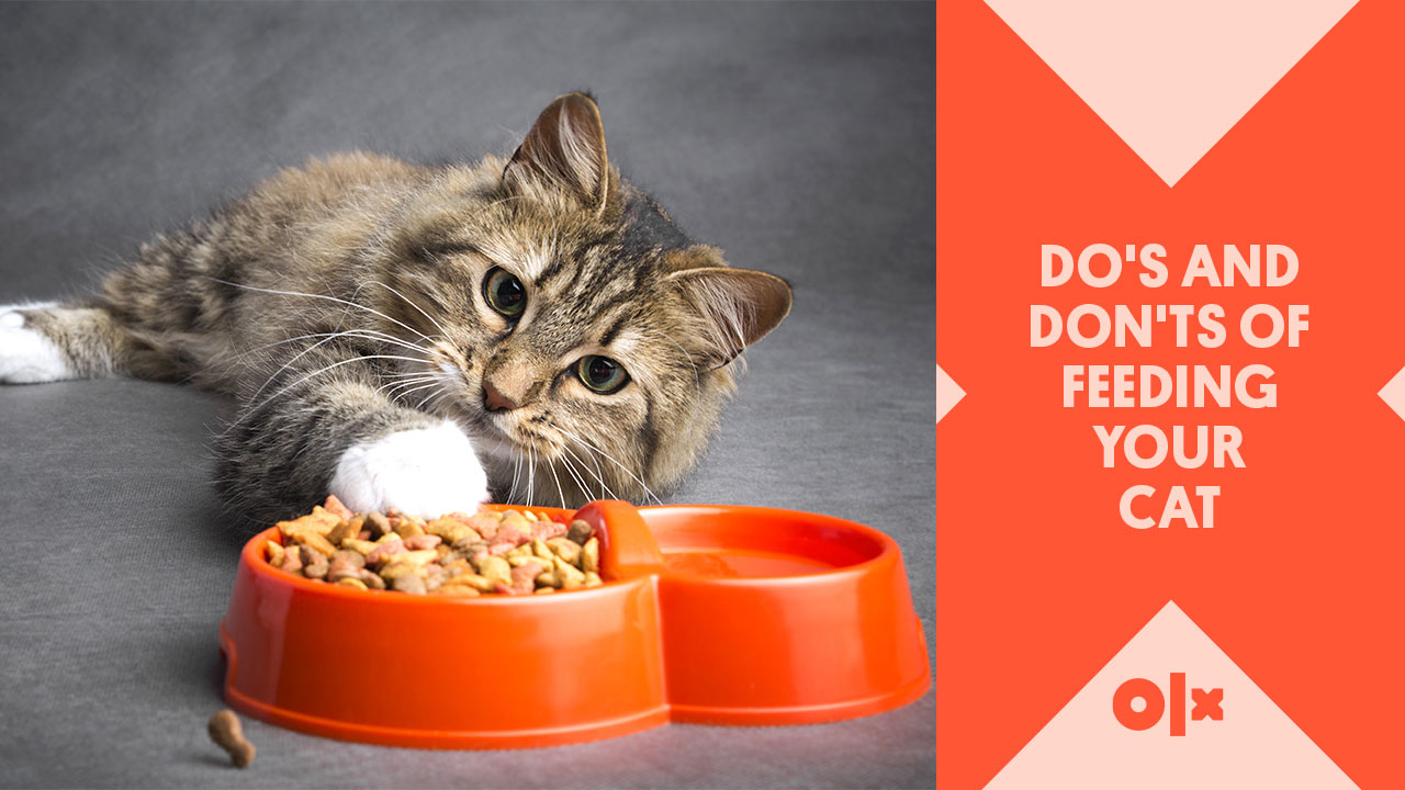 Do's and Don'ts of Feeding your Cat