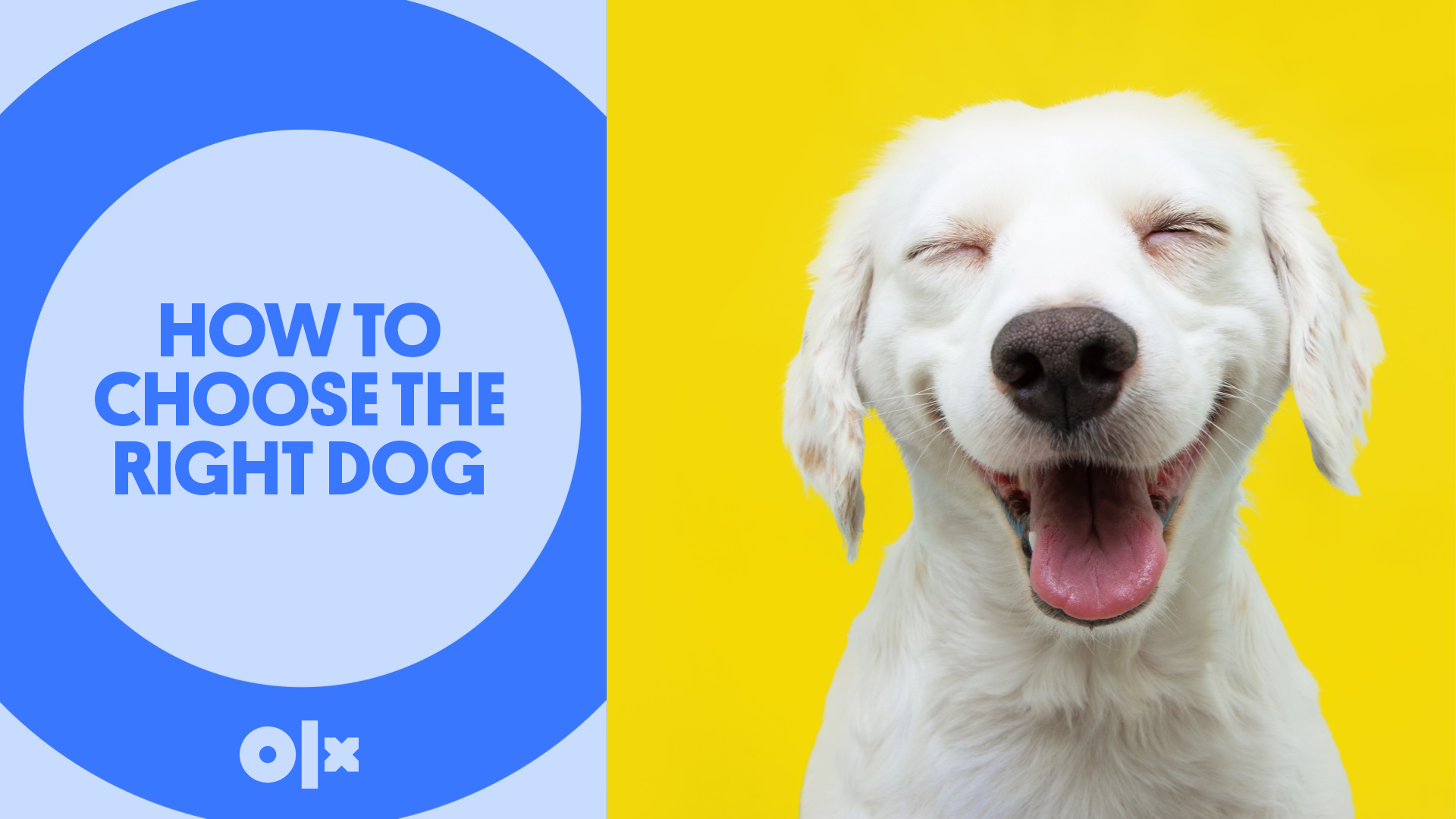 How to Choose the Right Dog