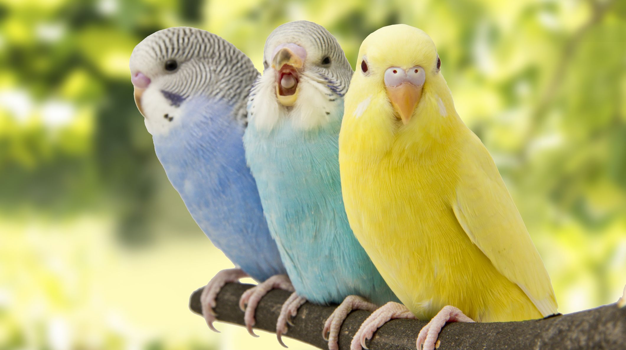 6 Best Pet Birds to Have in Pakistan