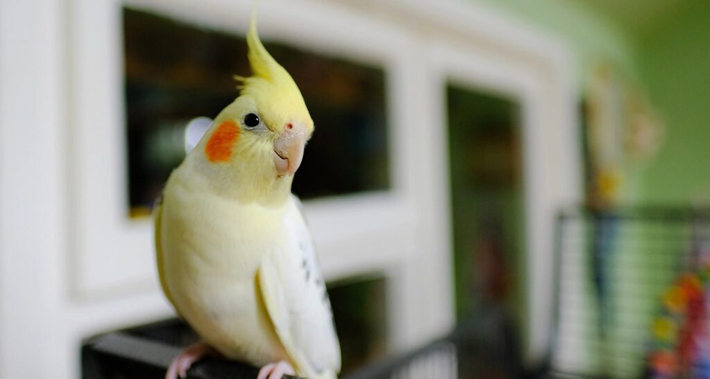cockatiel parrot yellow with orange cheeks