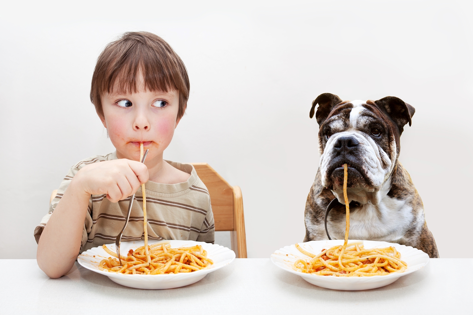 10 alimentos humanos que não devem ser usados ​​como ração para cães