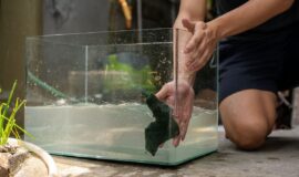 Pro tips on how to clean an Aquarium