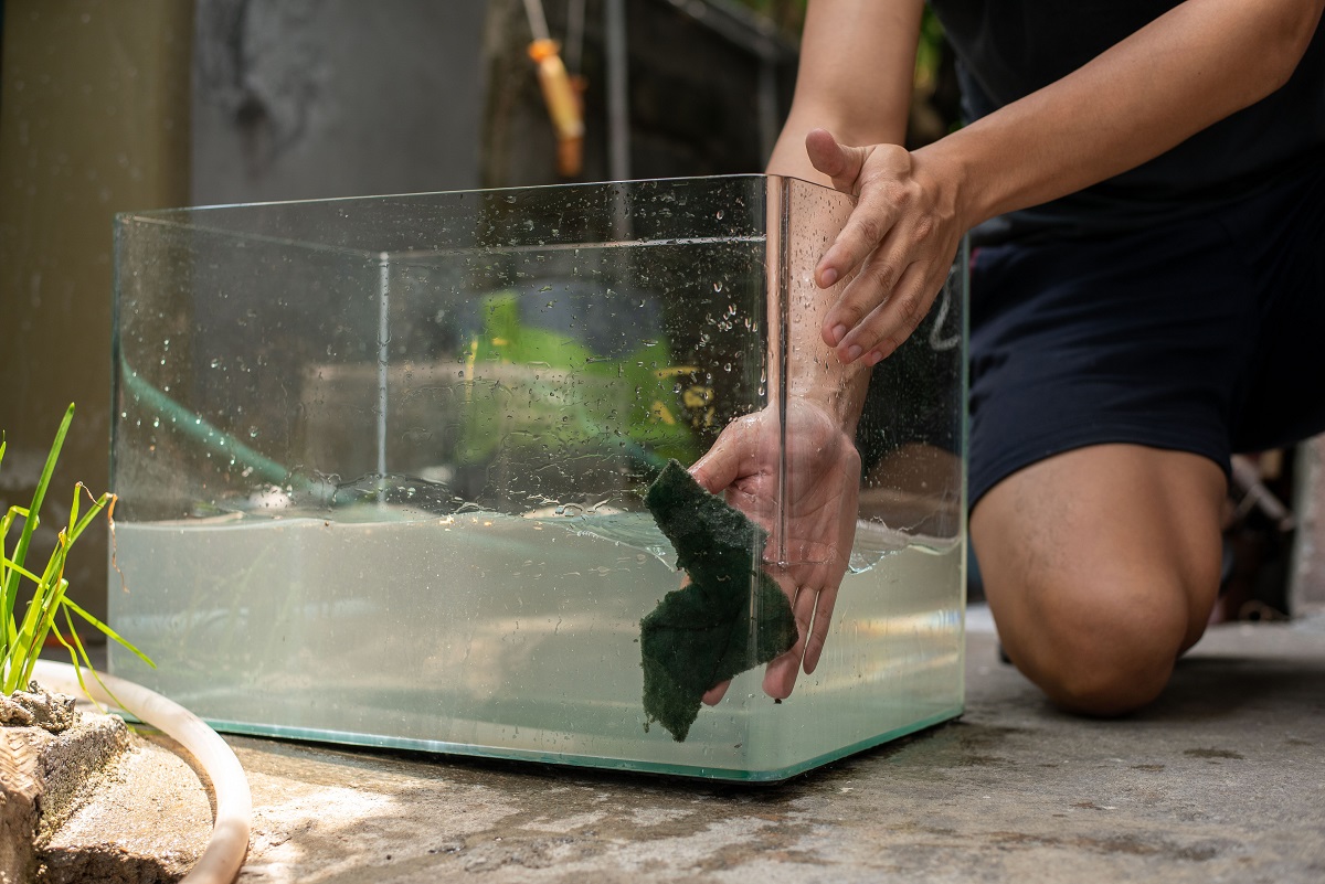 Pro tips on how to clean an Aquarium